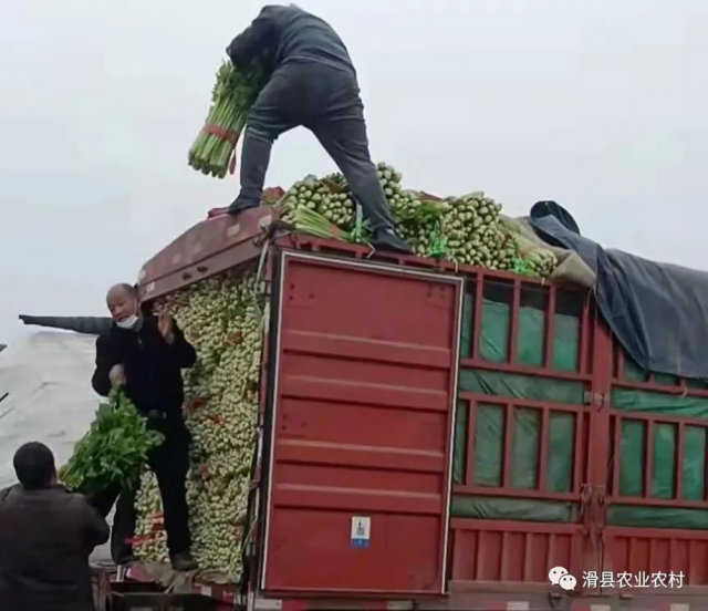 开云 开云体育APP河南多地调整措施纾解蔬菜滞销：焦作撤除县域间所有交通卡口(图1)