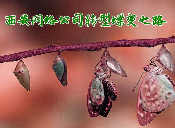 网站建设服务走向白菜价谈西安网络公司转型蝶变之路Kaiyun 开云(图1)