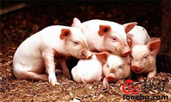 非洲猪瘟紧急处置开云体育 开云平台的关键技术要点(图2)