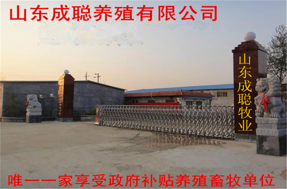 开云 开云体育平台中山肉牛技术咨询(图1)